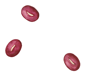 あずきのイラスト